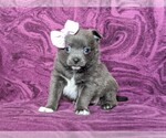 Small Photo #6 Chiranian Puppy For Sale in NEW FREEDOM, PA, USA