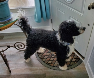 Bernedoodle Puppy for sale in CICERO, IN, USA