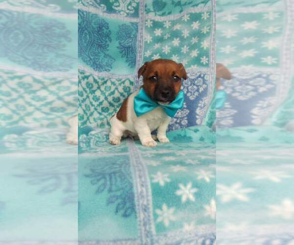 Medium Photo #6 Jack Russell Terrier Puppy For Sale in HONEY BROOK, PA, USA