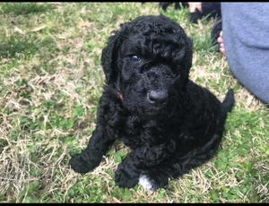 Double Doodle Puppy for sale in GREER, SC, USA