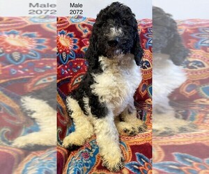 Poodle (Standard) Puppy for sale in CLARE, IL, USA