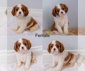 Cavalier King Charles Spaniel Puppy for sale in PORTLAND, OR, USA
