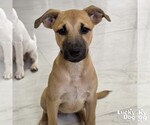Small #1 Retriever  Mix