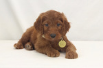 Small Photo #15 Goldendoodle Puppy For Sale in WOLCOTT, IN, USA