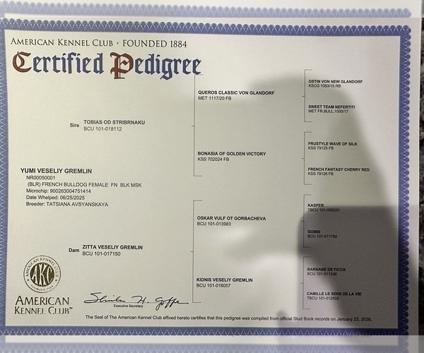 Medium Photo #7 French Bulldog Puppy For Sale in GREENVILLE, SC, USA