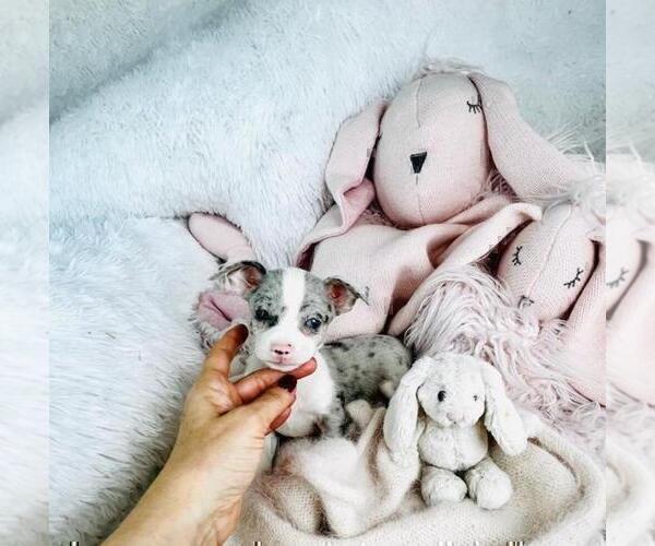 Medium Photo #21 Chihuahua Puppy For Sale in AVENEL, NJ, USA