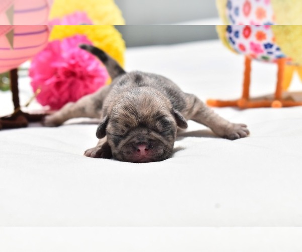 Medium Photo #4 Pug Puppy For Sale in PALM COAST, FL, USA