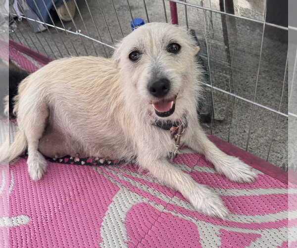 Medium Photo #3 Mutt Puppy For Sale in Marina Del Rey, CA, USA