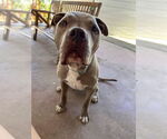Small #4 American Pit Bull Terrier Mix