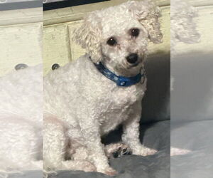 Bichon Frise Dogs for adoption in Sioux Falls, SD, USA