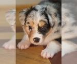Small #2 Australian Shepherd