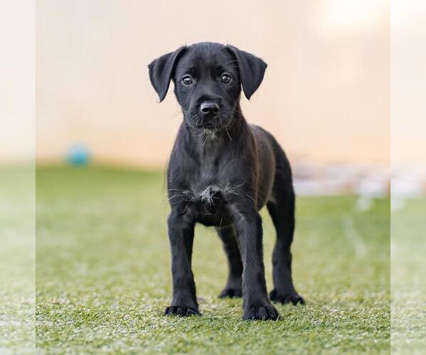 Medium Photo #6 Mutt Puppy For Sale in San Diego, CA, USA