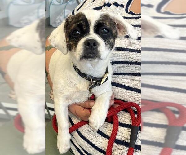 Medium Photo #2 Pug-Shih Tzu Mix Puppy For Sale in San Antonio, TX, USA