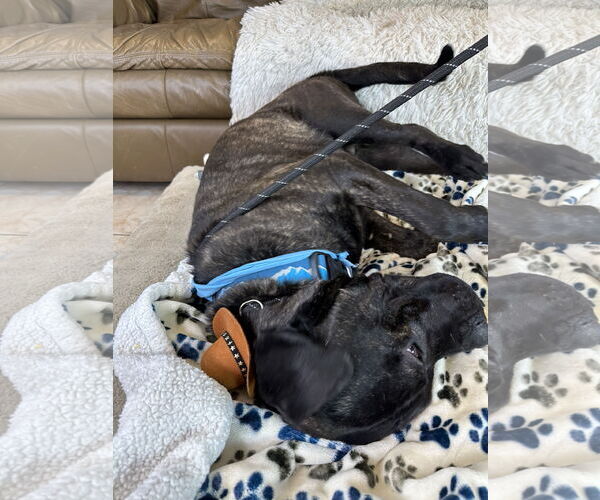 Medium Photo #7 Mastiff Puppy For Sale in Goodyear, AZ, USA