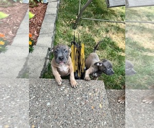 American Bully-Cane Corso Mix Puppy for sale in DAVENPORT, IA, USA