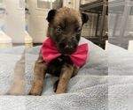 Small Photo #204 Belgian Malinois Puppy For Sale in REESEVILLE, WI, USA