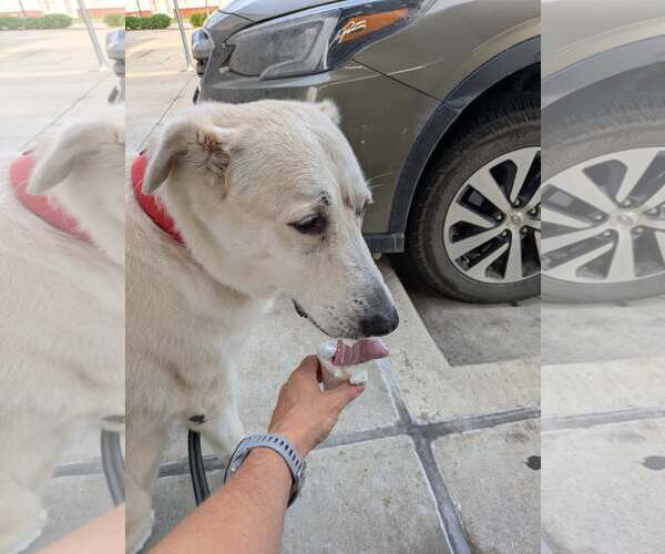 Medium Photo #2 Great Pyrenees-Unknown Mix Puppy For Sale in Rowlett, TX, USA