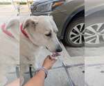 Small #1 Great Pyrenees Mix