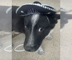 Small #1 German Shepherd Dog Mix