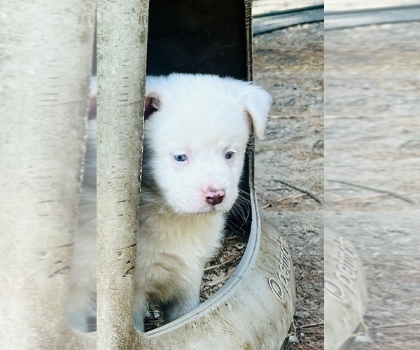 Medium Photo #6 Miniature Australian Shepherd Puppy For Sale in BELLVILLE, OH, USA