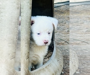 Medium Miniature Australian Shepherd