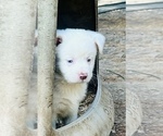 Small Photo #6 Miniature Australian Shepherd Puppy For Sale in BELLVILLE, OH, USA
