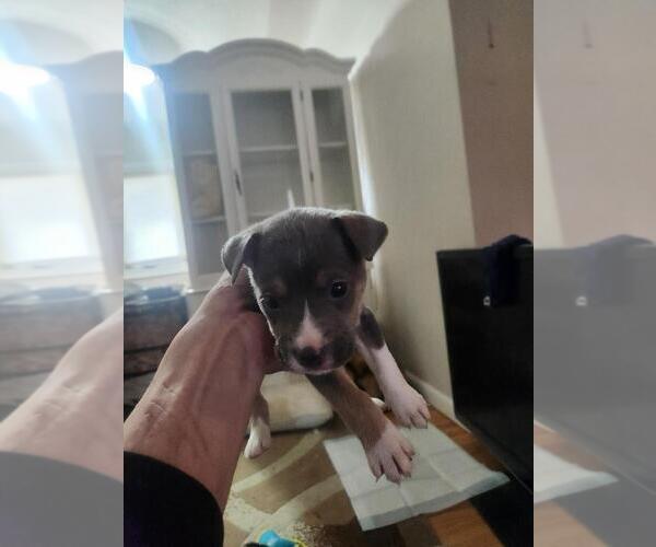 Medium Photo #1 Mutt Puppy For Sale in Calgary, Alberta, Canada