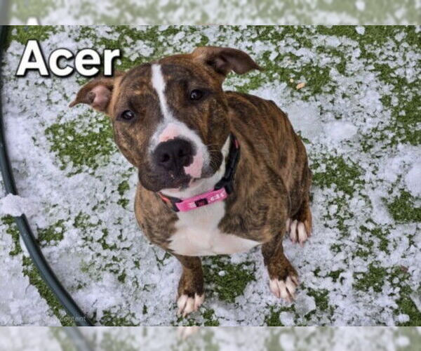 Medium Photo #1 American Pit Bull Terrier Puppy For Sale in Derwood, MD, USA