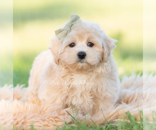Medium Photo #41 Maltipoo (Miniature) Puppy For Sale in WARSAW, IN, USA