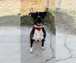 Small #1 American Pit Bull Terrier Mix