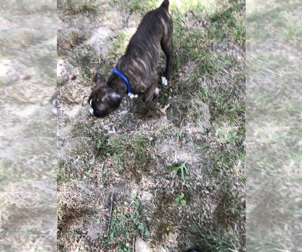 Medium Photo #1 Boxer Puppy For Sale in BONHAM, TX, USA