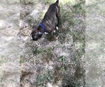 Small Photo #1 Boxer Puppy For Sale in BONHAM, TX, USA