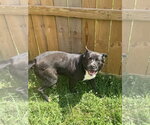 Small #2 American Staffordshire Terrier Mix