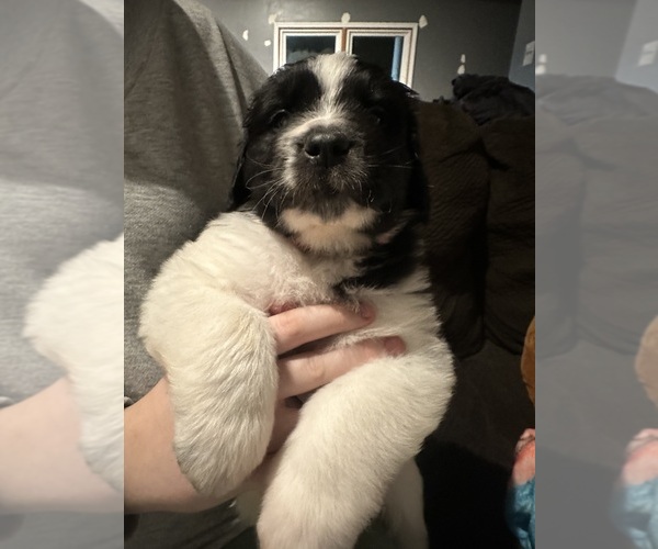 Medium Photo #8 Saint Bernewfie Puppy For Sale in HARTFORD CITY, IN, USA