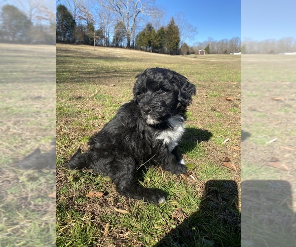 Medium Photo #7 Portuguese Water Dog Puppy For Sale in FLORENCE, AL, USA