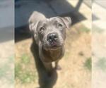 Small #1 American Staffordshire Terrier-Mastiff Mix