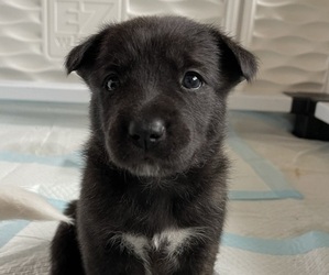 Border Collie-Siberian Husky Mix Puppy for sale in BROOKLYN, WI, USA