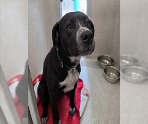 Border Collie-Unknown Mix Dogs for adoption in Tracy, CA, USA