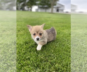 Pembroke Welsh Corgi Puppy for sale in SULLIVAN, IL, USA