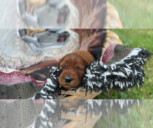 Irish Setter Puppy for sale in ONEONTA, NY, USA