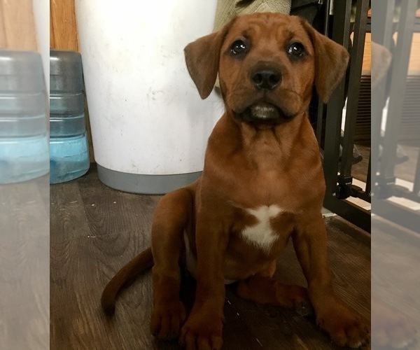 Medium Photo #5 America Bandogge Mastiff-Mastiff Mix Puppy For Sale in FORT GARLAND, CO, USA