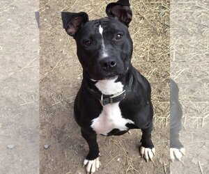 American Pit Bull Terrier-Unknown Mix Dogs for adoption in Lincoln, NE, USA