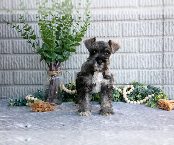 Medium Photo #1 Schnauzer (Miniature) Puppy For Sale in BALTIC, OH, USA