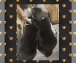 Small Photo #21 Pembroke Welsh Corgi Puppy For Sale in LOGAN, NM, USA