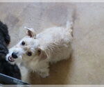 Small #3 Poodle (Miniature) Mix