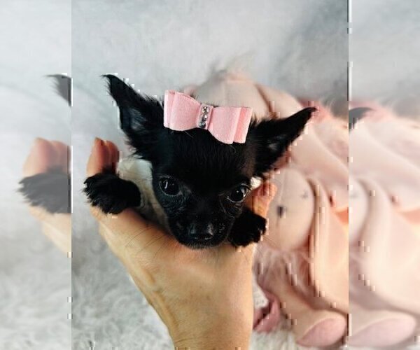 Medium Photo #3 Chihuahua Puppy For Sale in AVENEL, NJ, USA