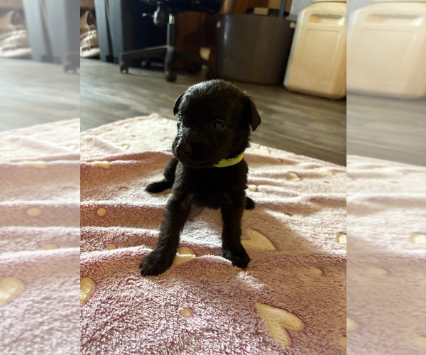 Medium Photo #11 Dutch Shepherd -Golden Retriever Mix Puppy For Sale in LAS VEGAS, NV, USA