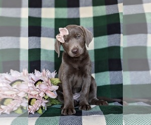Labrador Retriever Puppy for sale in NOTTINGHAM, PA, USA