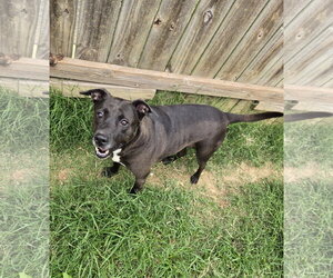 Mama Rosa - Female Mutt Dog for Adoption - Photo #2