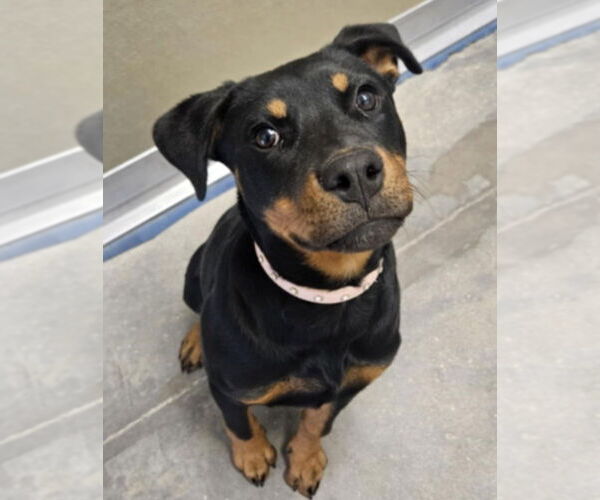 Medium Photo #1 Rottweiler-Unknown Mix Puppy For Sale in Lakewood, CO, USA
